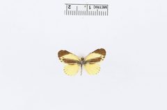 Nathalis iole f. immaculata by the Smithsonian. Used under a CC0 license.