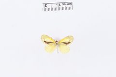 Nathalis iole f. immaculata by the Smithsonian. Used under a CC0 license.