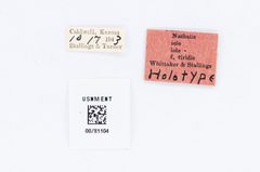 Nathalis iole by the Smithsonian. Used under a CC0 license.