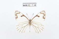 Neophasia menapia by the Smithsonian. Used under a CC0 license.