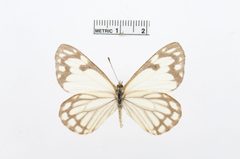 Neophasia menapia by the Smithsonian. Used under a CC0 license.
