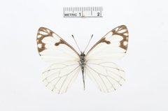 Neophasia menapia by the Smithsonian. Used under a CC0 license.