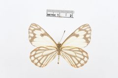 Neophasia menapia by the Smithsonian. Used under a CC0 license.