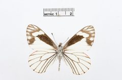 Neophasia terlooii by the Smithsonian. Used under a CC0 license.