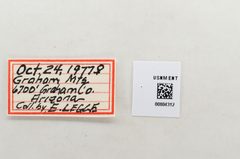 Neophasia terlooii by the Smithsonian. Used under a CC0 license.