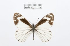Neophasia terlooii by the Smithsonian. Used under a CC0 license.