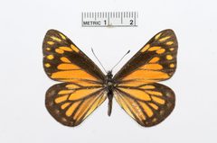 Neophasia terlooii by the Smithsonian. Used under a CC0 license.