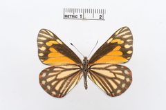 Neophasia terlooii by the Smithsonian. Used under a CC0 license.