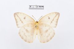 Phoebis agarithe by the Smithsonian. Used under a CC0 license.