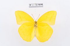 Phoebis agarithe by the Smithsonian. Used under a CC0 license.