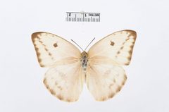 Phoebis agarithe by the Smithsonian. Used under a CC0 license.