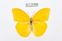 Phoebis agarithe by the Smithsonian. Used under a CC0 license.