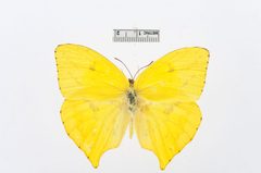 Phoebis neocypris by the Smithsonian. Used under a CC0 license.