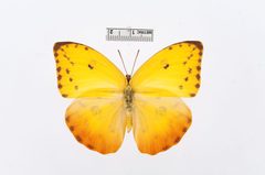 Phoebis philea by the Smithsonian. Used under a CC0 license.