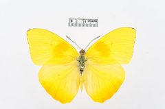 Phoebis philea by the Smithsonian. Used under a CC0 license.