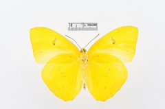 Phoebis philea by the Smithsonian. Used under a CC0 license.