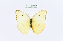 Phoebis sennae by the Smithsonian. Used under a CC0 license.