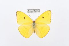 Phoebis sennae by the Smithsonian. Used under a CC0 license.