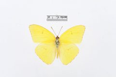 Phoebis sennae by the Smithsonian. Used under a CC0 license.