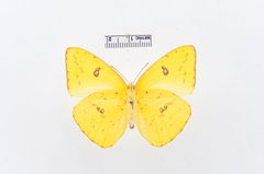Phoebis sennae by the Smithsonian. Used under a CC0 license.