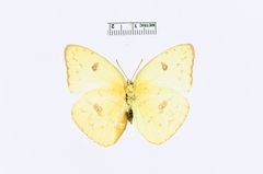 Phoebis sennae by the Smithsonian. Used under a CC0 license.
