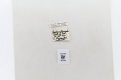 Phoebis sennae by the Smithsonian. Used under a CC0 license.