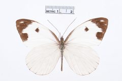 Pieriballia viardi by the Smithsonian. Used under a CC0 license.