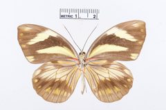 Pieriballia viardi by the Smithsonian. Used under a CC0 license.