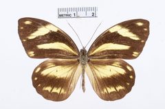 Pieriballia viardi by the Smithsonian. Used under a CC0 license.