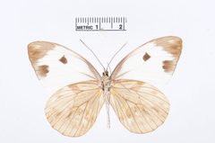 Pieriballia viardi by the Smithsonian. Used under a CC0 license.