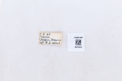 Pieriballia viardi by the Smithsonian. Used under a CC0 license.