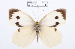 Pieris brassicae by the Smithsonian. Used under a CC0 license.