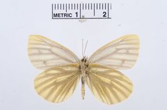 Pieris bryoniae by the Smithsonian. Used under a CC0 license.