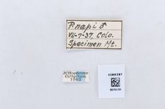 Pieris marginalis by the Smithsonian. Used under a CC0 license.