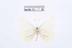 Pieris marginalis by the Smithsonian. Used under a CC0 license.