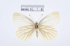 Pieris marginalis by the Smithsonian. Used under a CC0 license.