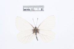 Pieris marginalis by the Smithsonian. Used under a CC0 license.