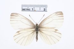 Pieris marginalis by the Smithsonian. Used under a CC0 license.