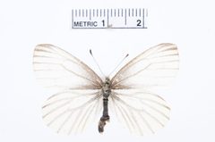 Pieris oleracea by the Smithsonian. Used under a CC0 license.