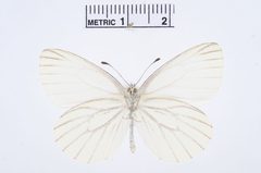 Pieris oleracea by the Smithsonian. Used under a CC0 license.
