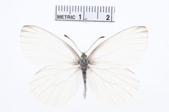 Pieris oleracea by the Smithsonian. Used under a CC0 license.