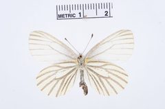 Pieris oleracea by the Smithsonian. Used under a CC0 license.
