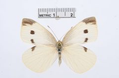 Pieris rapae by the Smithsonian. Used under a CC0 license.