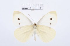 Pieris rapae by the Smithsonian. Used under a CC0 license.