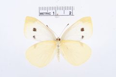 Pieris rapae by the Smithsonian. Used under a CC0 license.