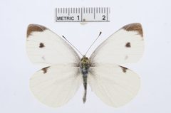 Pieris rapae by the Smithsonian. Used under a CC0 license.