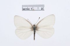 Pieris virginiensis by the Smithsonian. Used under a CC0 license.