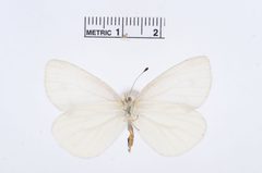 Pieris virginiensis by the Smithsonian. Used under a CC0 license.