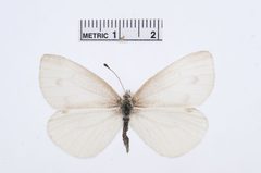 Pieris virginiensis by the Smithsonian. Used under a CC0 license.