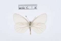 Pieris virginiensis by the Smithsonian. Used under a CC0 license.